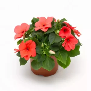 Imara XDR Mix Impatiens Seeds - 20 Count - Colorful Shade Flowers - Image 8