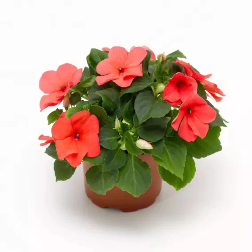 Imara XDR Mix Impatiens Seeds - 20 Count - Colorful Shade Flowers - Image 8
