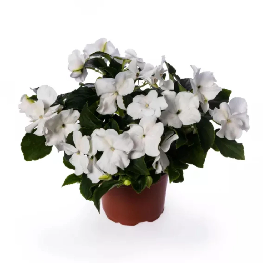 Imara XDR Mix Impatiens Seeds - 20 Count - Colorful Shade Flowers - Image 9