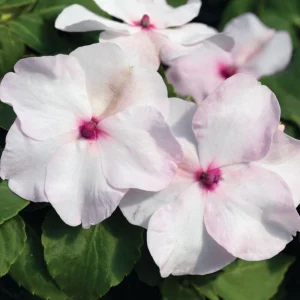 Impatiens Seeds Premium Mix - Impatiens Walleriana - Colorful Shade Flowers - Image 10