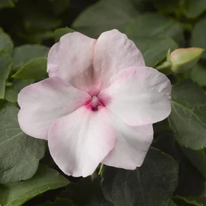 Impatiens Seeds Premium Mix - Impatiens Walleriana - Colorful Shade Flowers - Image 11