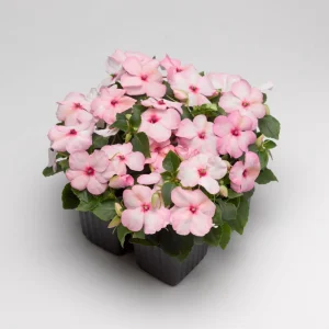 Impatiens Seeds Premium Mix - Impatiens Walleriana - Colorful Shade Flowers - Image 12