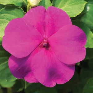 Impatiens Seeds Premium Mix - Impatiens Walleriana - Colorful Shade Flowers - Image 2
