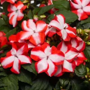 Impatiens Seeds Premium Mix - Impatiens Walleriana - Colorful Shade Flowers - Image 3