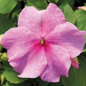 Impatiens Seeds Premium Mix - Impatiens Walleriana - Colorful Shade Flowers - Image 4