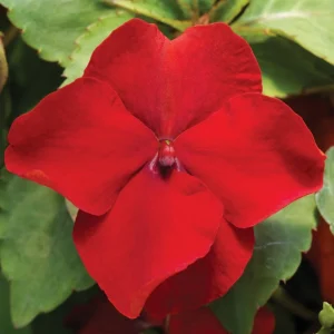 Impatiens Seeds Premium Mix - Impatiens Walleriana - Colorful Shade Flowers - Image 5