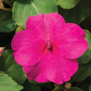 Impatiens Seeds Premium Mix - Impatiens Walleriana - Colorful Shade Flowers - Image 6