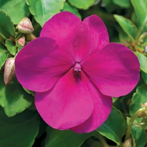 Impatiens Seeds Premium Mix - Impatiens Walleriana - Colorful Shade Flowers - Image 7