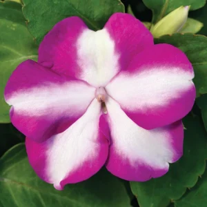 Impatiens Seeds Premium Mix - Impatiens Walleriana - Colorful Shade Flowers - Image 8