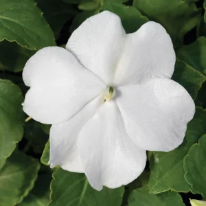 Impatiens Seeds Premium Mix - Impatiens Walleriana - Colorful Shade Flowers - Image 9