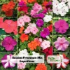 Impatiens Seeds Premium Mix - Impatiens Walleriana - Colorful Shade Flowers - Image 1