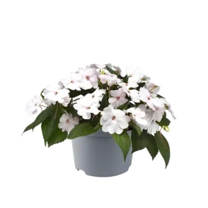 Impatiens Seeds – Solarscape Mix Annual Flower Seeds – 20 Seeds – Sun & Shade - Image 2
