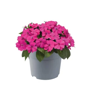 Impatiens Seeds – Solarscape Mix Annual Flower Seeds – 20 Seeds – Sun & Shade - Image 3