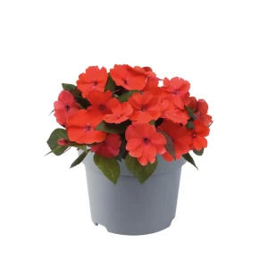 Impatiens Seeds – Solarscape Mix Annual Flower Seeds – 20 Seeds – Sun & Shade - Image 4