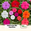 Impatiens Seeds – Solarscape Mix Annual Flower Seeds – 20 Seeds – Sun & Shade - Image 1