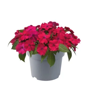 Impatiens Seeds – Solarscape Mix Annual Flower Seeds – 20 Seeds – Sun & Shade - Image 5