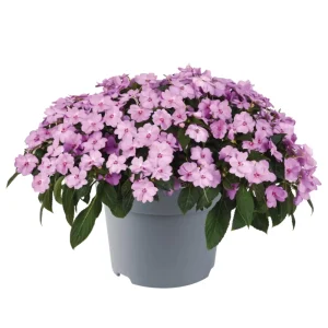 Impatiens Seeds – Solarscape Mix Annual Flower Seeds – 20 Seeds – Sun & Shade - Image 6