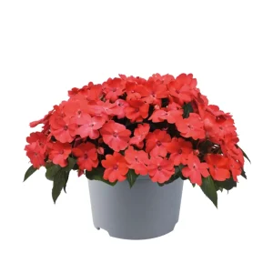 Impatiens Seeds – Solarscape Mix Annual Flower Seeds – 20 Seeds – Sun & Shade - Image 7