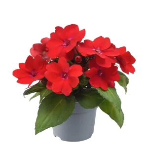 Impatiens Seeds – Solarscape Mix Annual Flower Seeds – 20 Seeds – Sun & Shade - Image 8