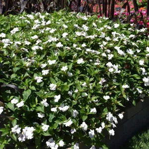 Impatiens Seeds – Solarscape Mix Annual Flower Seeds – 20 Seeds – Sun & Shade - Image 9