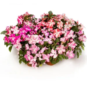 Impatiens Seeds Star Mix - Annual Flower Seeds for Shade Gardens - 20 Seeds - Image 2