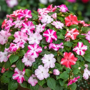 Impatiens Seeds Star Mix - Annual Flower Seeds for Shade Gardens - 20 Seeds - Image 7