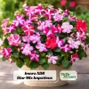 Impatiens Seeds Star Mix - Annual Flower Seeds for Shade Gardens - 20 Seeds - Image 1
