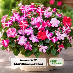 Impatiens Seeds Star Mix - Annual Flower Seeds for Shade Gardens - 20 Seeds - Image 1