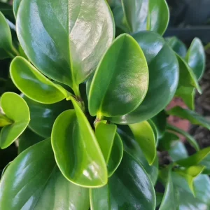 Jade Peperomia Obtusifolia Live Plant – Green Rubber Plant 7 Inch Tall – Indoor Houseplant - Image 2