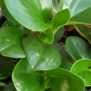 Jade Peperomia Obtusifolia Live Plant – Green Rubber Plant 7 Inch Tall – Indoor Houseplant - Image 1