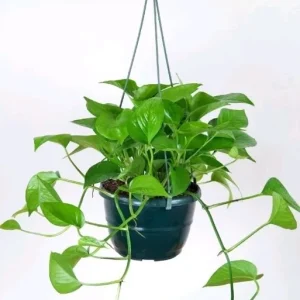 Jade Pothos Live Plant - Epipremnum Aureum, 4 inch Pot, Air Purifying Houseplant - Image 2