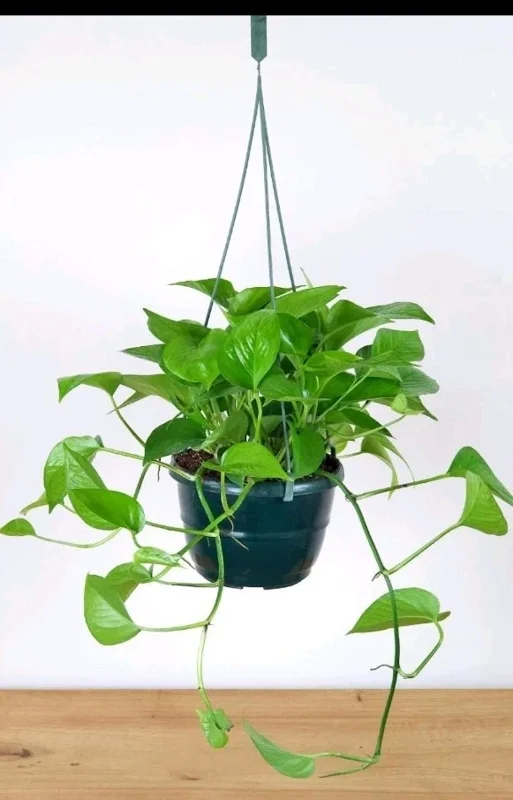 Jade Pothos Live Plant - Epipremnum Aureum, 4 inch Pot, Air Purifying Houseplant - Image 2