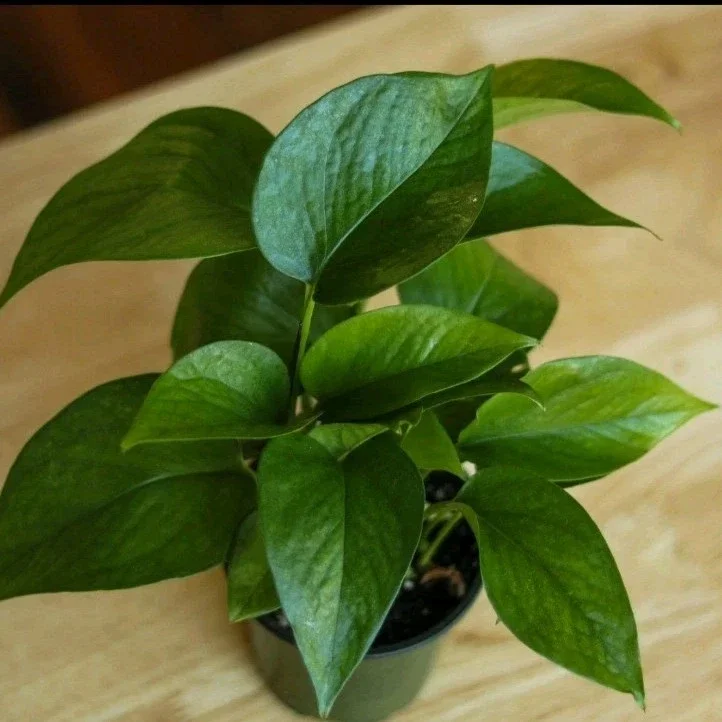 Jade Pothos Live Plant - Epipremnum Aureum, 4 inch Pot, Air Purifying Houseplant - Image 3