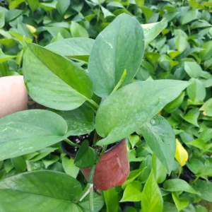 Jade Pothos Live Plant - Epipremnum Aureum, 4 inch Pot, Air Purifying Houseplant - Image 4