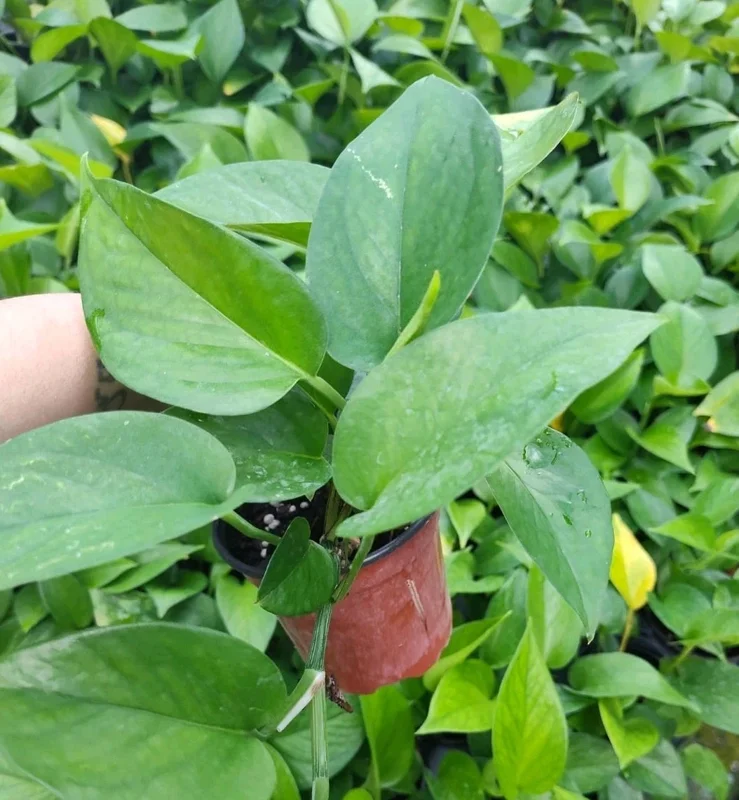 Jade Pothos Live Plant - Epipremnum Aureum, 4 inch Pot, Air Purifying Houseplant - Image 4