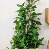 Jade Pothos Live Plant - Epipremnum Aureum, 4 inch Pot, Air Purifying Houseplant - Image 1