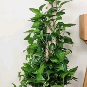 Jade Pothos Live Plant - Epipremnum Aureum, 4 inch Pot, Air Purifying Houseplant - Image 1