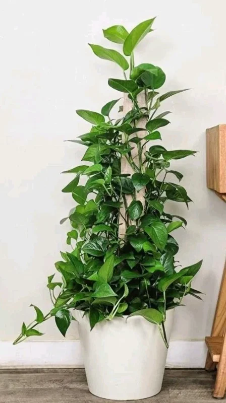 Jade Pothos Live Plant - Epipremnum Aureum, 4 inch Pot, Air Purifying Houseplant - Image 1