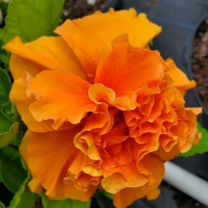 Jane Cowell Hibiscus Live Plant - Orange Tropical Hibiscus, 2 Pack, 5-7 Inches Tall, Indoor/Outdoor - Image 2