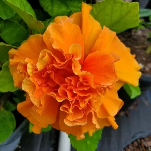 Jane Cowell Hibiscus Live Plant - Orange Tropical Hibiscus, 2 Pack, 5-7 Inches Tall, Indoor/Outdoor - Image 3