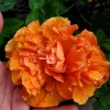 Jane Cowell Hibiscus Live Plant - Orange Tropical Hibiscus, 2 Pack, 5-7 Inches Tall, Indoor/Outdoor - Image 1