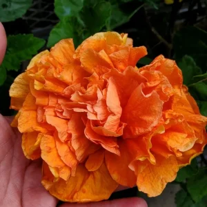 Jane Cowell Hibiscus Live Plant - Orange Tropical Hibiscus, 2 Pack, 5-7 Inches Tall, Indoor/Outdoor - Image 1