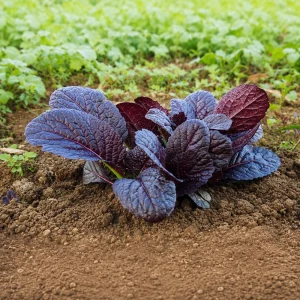 Japanese Giant Garnet Mustard Seeds - Brassica juncea - 20 Seeds - Deep Purple Asian Greens - Cold Hardy - Image 10