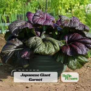 Japanese Giant Garnet Mustard Seeds - Brassica juncea - 20 Seeds - Deep Purple Asian Greens - Cold Hardy - Image 11