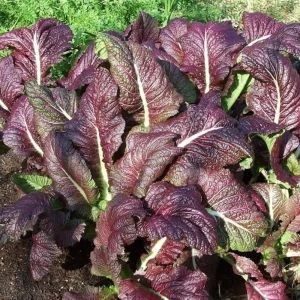 Japanese Giant Garnet Mustard Seeds - Brassica juncea - 20 Seeds - Deep Purple Asian Greens - Cold Hardy - Image 2