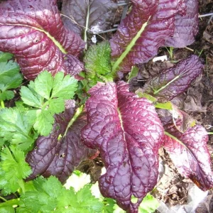 Japanese Giant Garnet Mustard Seeds - Brassica juncea - 20 Seeds - Deep Purple Asian Greens - Cold Hardy - Image 3