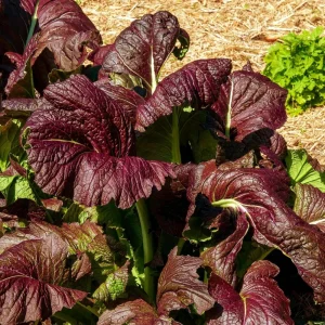 Japanese Giant Garnet Mustard Seeds - Brassica juncea - 20 Seeds - Deep Purple Asian Greens - Cold Hardy - Image 4