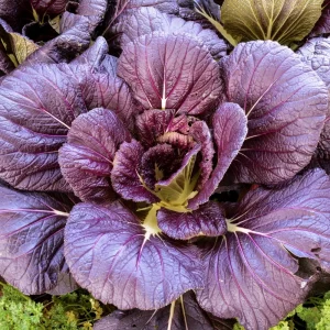 Japanese Giant Garnet Mustard Seeds - Brassica juncea - 20 Seeds - Deep Purple Asian Greens - Cold Hardy - Image 6