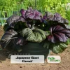 Japanese Giant Garnet Mustard Seeds - Brassica juncea - 20 Seeds - Deep Purple Asian Greens - Cold Hardy - Image 1