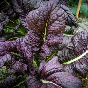 Japanese Giant Garnet Mustard Seeds - Brassica juncea - 20 Seeds - Deep Purple Asian Greens - Cold Hardy - Image 7